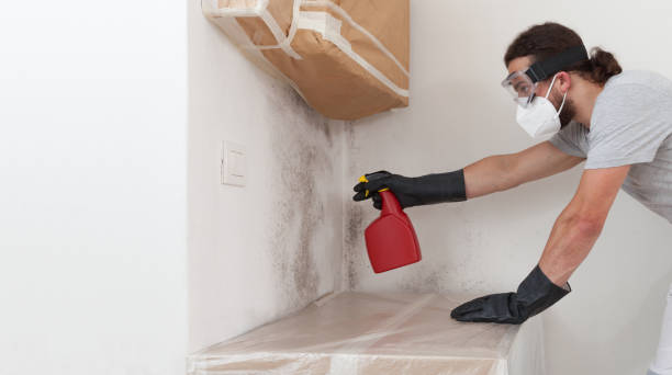 Professional Basement Mold Removal technician working in Battletown, KY