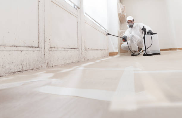 24/7 Emergency Basement Mold Removal experts in Battletown, KY